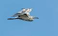image by Kirms Photography Little Blue Heron-1
